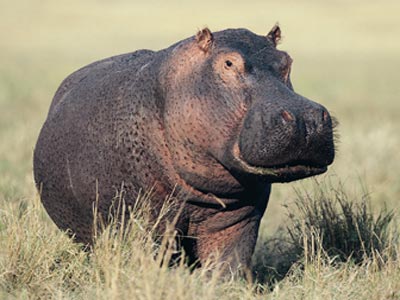 Hippo Pictures